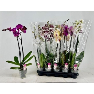 PHAL GEM