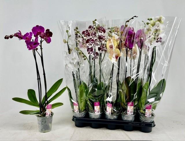<h4>PHAL GEM</h4>