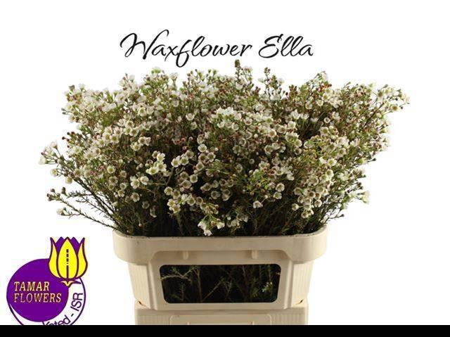 <h4>CHAME UN ELLA</h4>