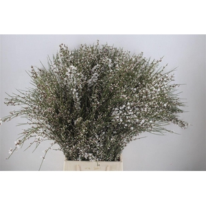 Ginster 400gr White P Bunch