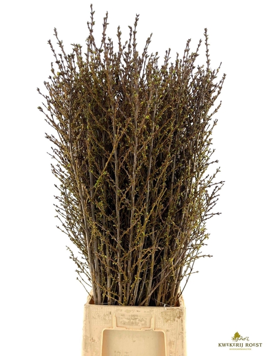 <h4>FORSY I SPECTABILIS</h4>