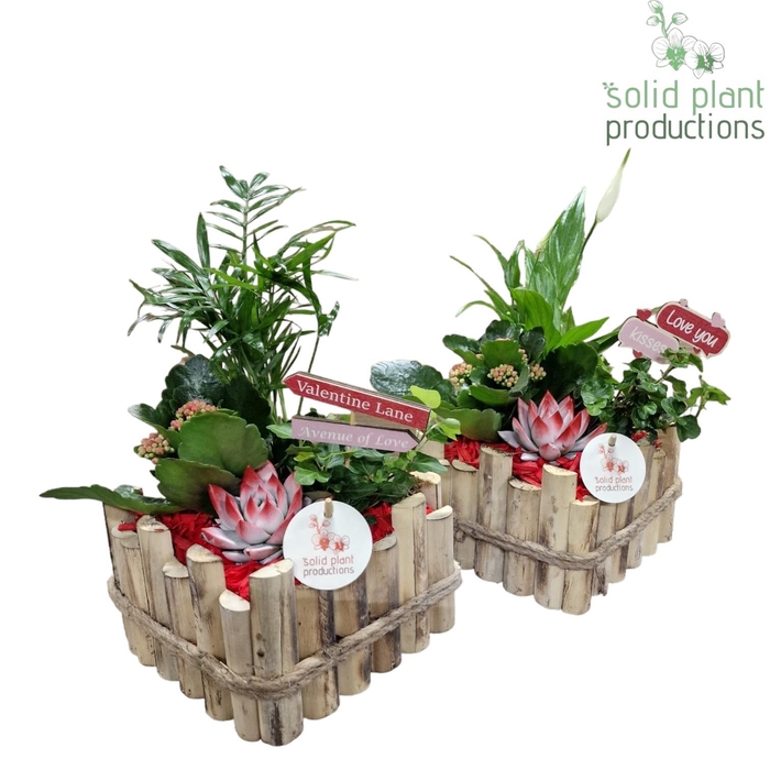 arr. Kamerplanten