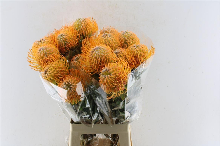 <h4>Leuco Co Soleil</h4>