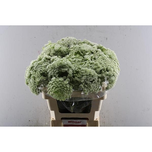 Ammi Visnaga Bloeiend L 60