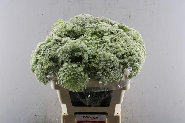<h4>Ammi Visnaga Bloeiend L 60</h4>