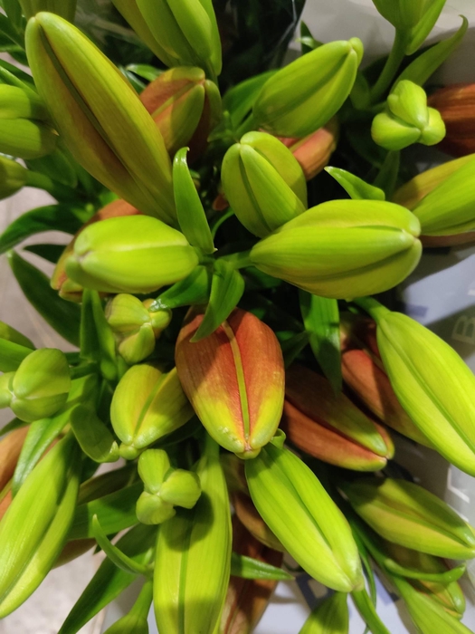 <h4>LI LA OV ROOD 4+</h4>