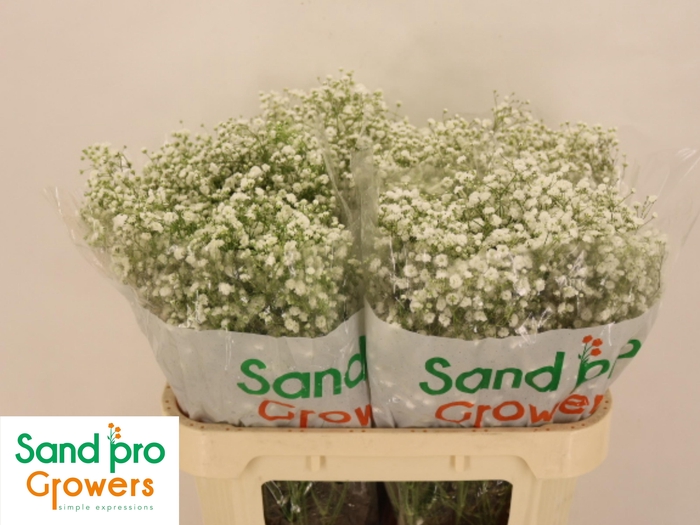 <h4>GYPS PA XLENCE</h4>