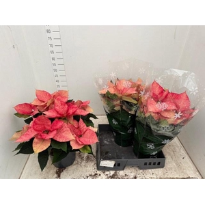 EUPHOR PULCHERRIM OV