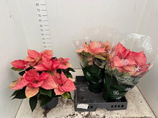 <h4>EUPHOR PULCHERRIM OV</h4>