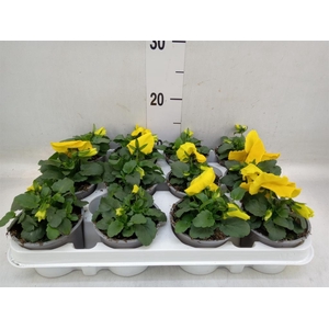 Viola wr. 'Alpha Yellow'