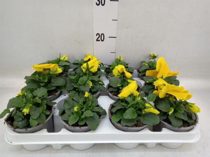<h4>Viola wr. 'Alpha Yellow'</h4>