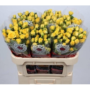 R TR GOLDEN BLOSSOMS