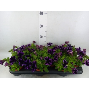 Petunia  'Sweetunia Miss Marvelous'