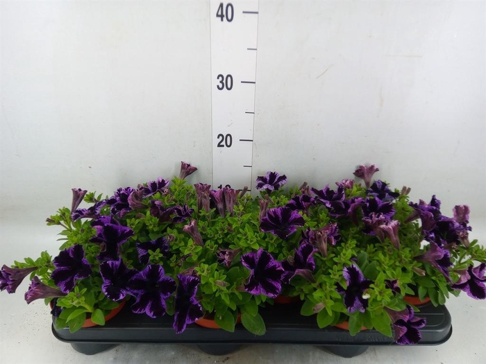 <h4>Petunia 'Sweetunia Miss Marvelous'</h4>