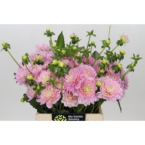 Dahlia DE 'Diana's Memory'