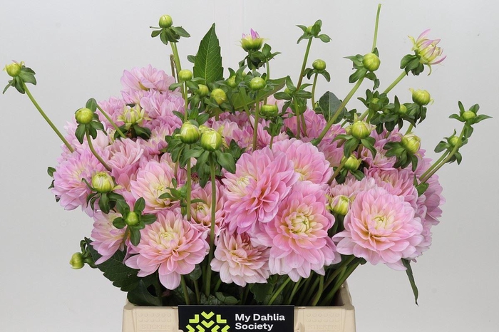 <h4>Dahlia DE 'Diana's Memory'</h4>