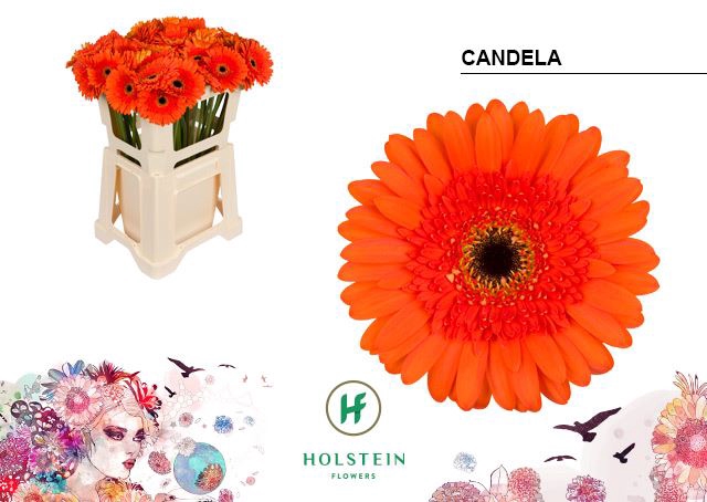 <h4>Gerbera Candela</h4>