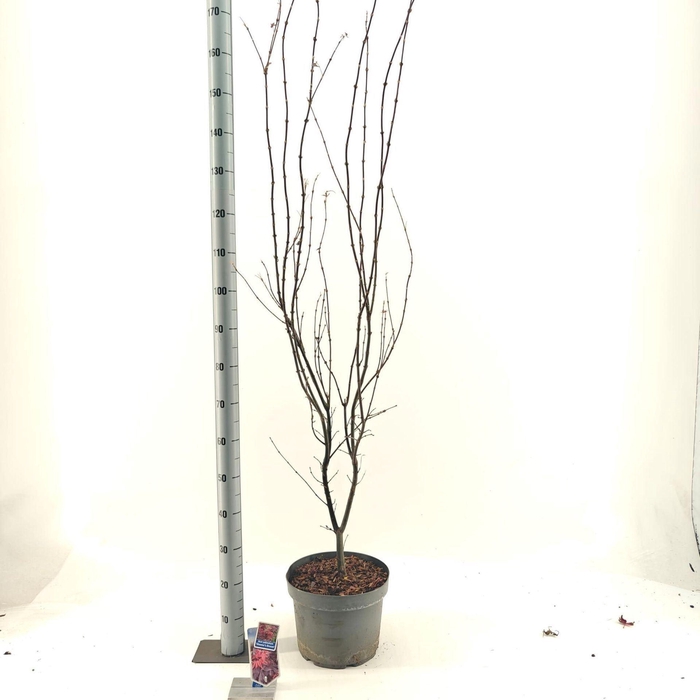 Acer palmatum Skeeters Broom