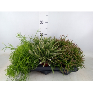 Rhipsalis   ...mix