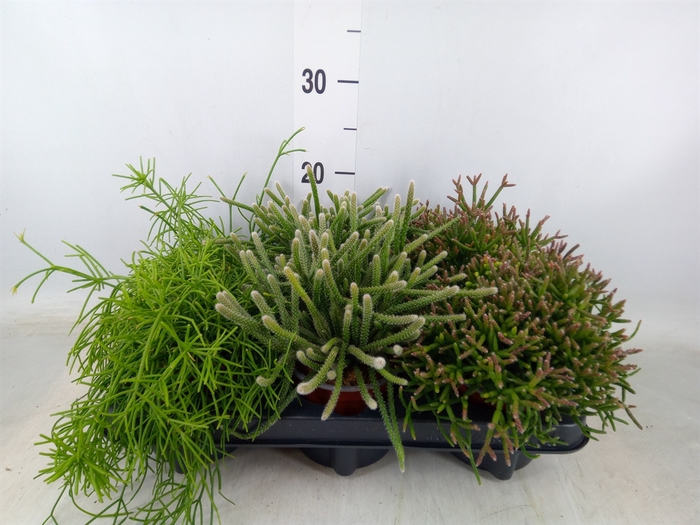 <h4>Rhipsalis   ...mix</h4>