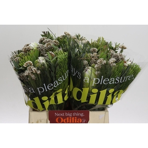 BQ Protea White Pride Carousel