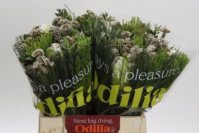 <h4>BQ Protea White Pride Carousel</h4>