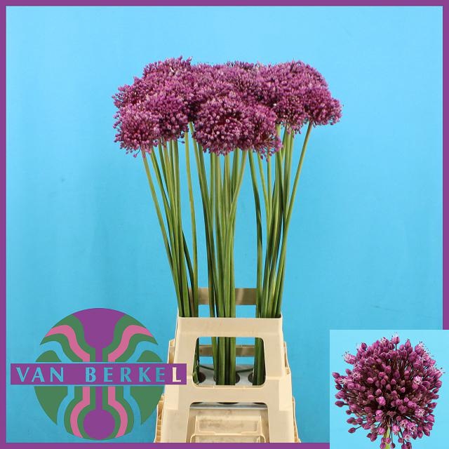 <h4>ALLIUM JASMINE</h4>