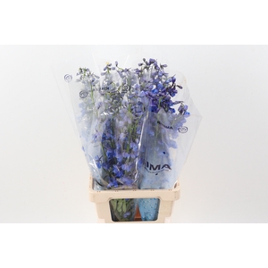 Delph En Sea Waltz 80cm