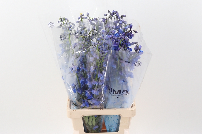 <h4>Delph En Sea Waltz 80cm</h4>