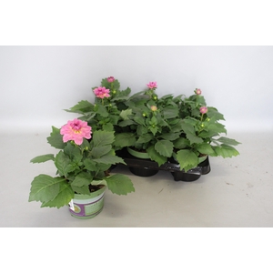 Dahlia Pink
