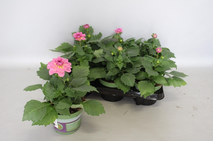 <h4>Dahlia Pink</h4>