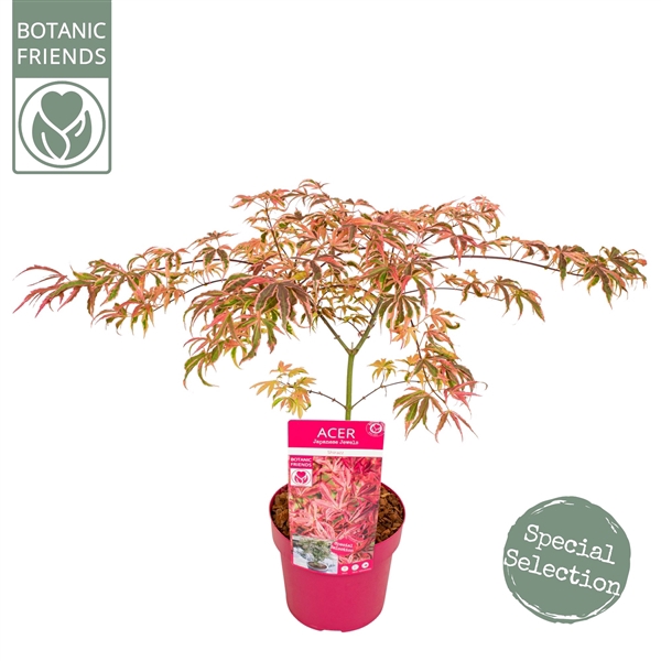 Acer palm. 'Shirazz'