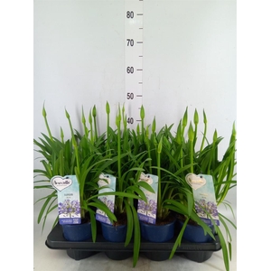 Agapanthus  'Amourette Superb'