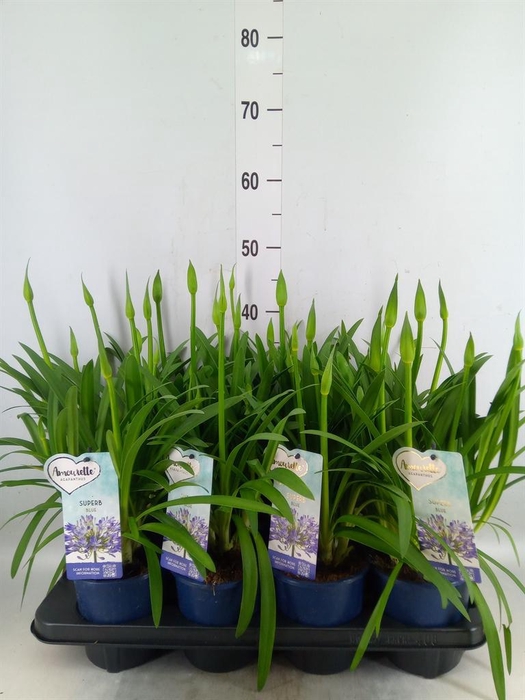 <h4>Agapanthus  'Amourette Superb'</h4>