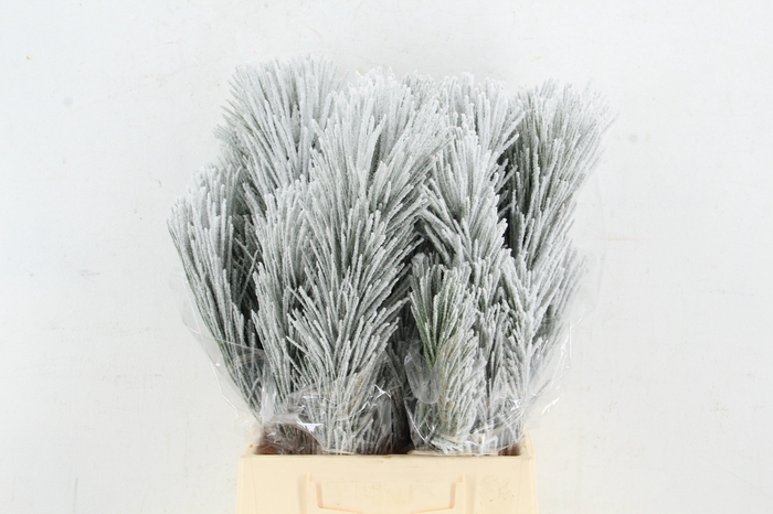 <h4>Pinus Nigra snow 60cm per stem</h4>