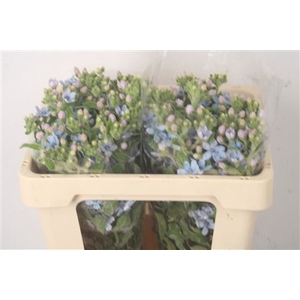 Oxypetalum Tan Pur Blue