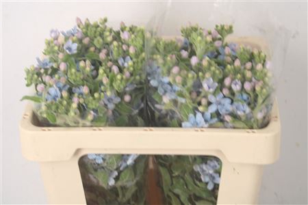 <h4>Oxypetalum Tan Pur Blue</h4>