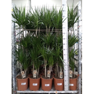 Dracaena marg.