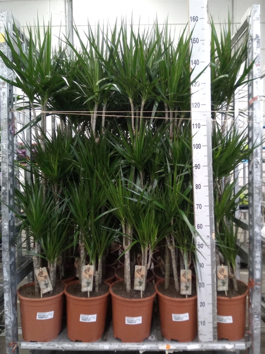 <h4>Dracaena marg.</h4>