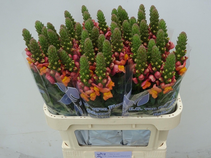 <h4>ANTIR COOL ORANGE</h4>