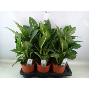 Dieffenbachia  'Green Magic'