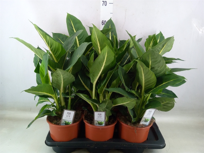 <h4>Dieffenbachia  'Green Magic'</h4>