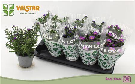 <h4>Aste Starl Gem</h4>