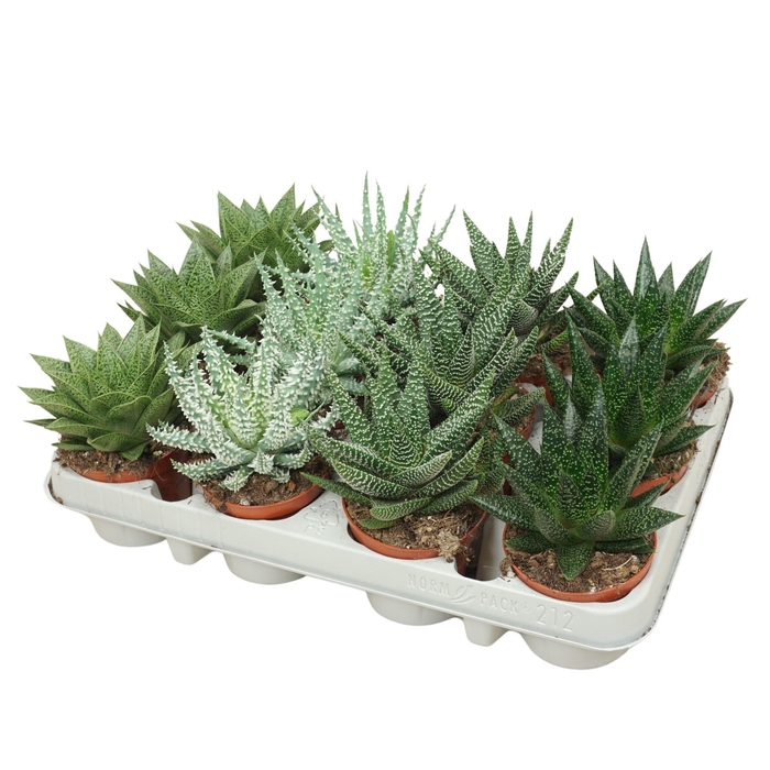 <h4>Aloe   ...mix</h4>