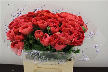 <h4>Cloni Extra Fragolino</h4>