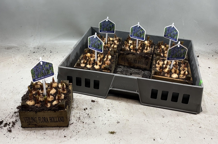 <h4>ARR MUSCARI</h4>