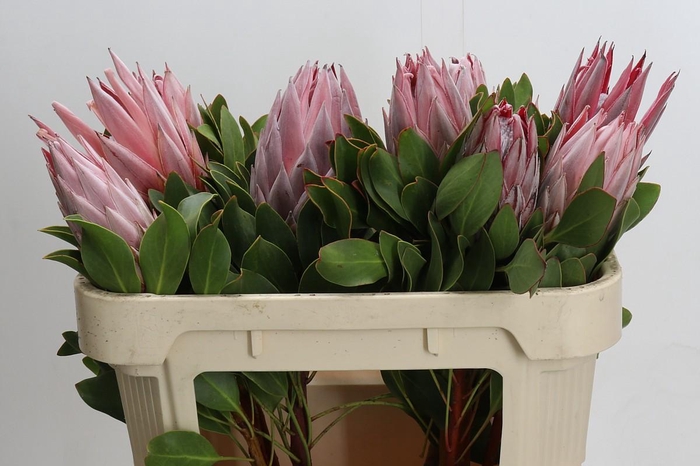Protea Cynaroides