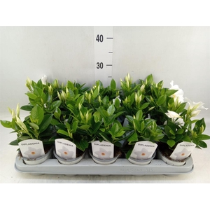 Mandevilla sand. 'Rio White'