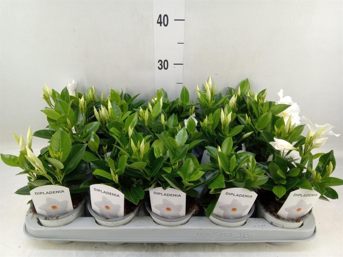 <h4>Mandevilla sand. 'Rio White'</h4>