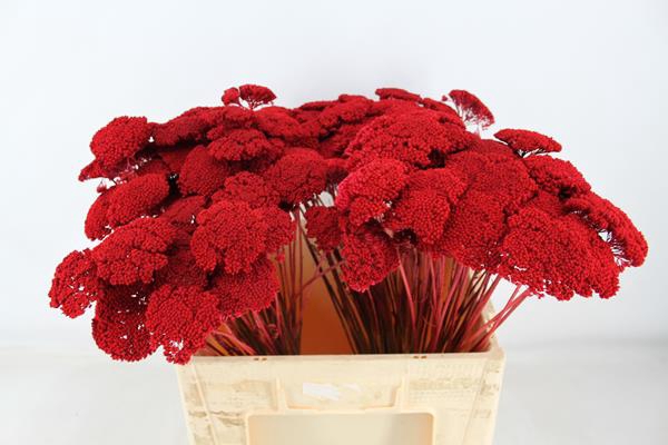 <h4>Droog Achillea Rood X150</h4>